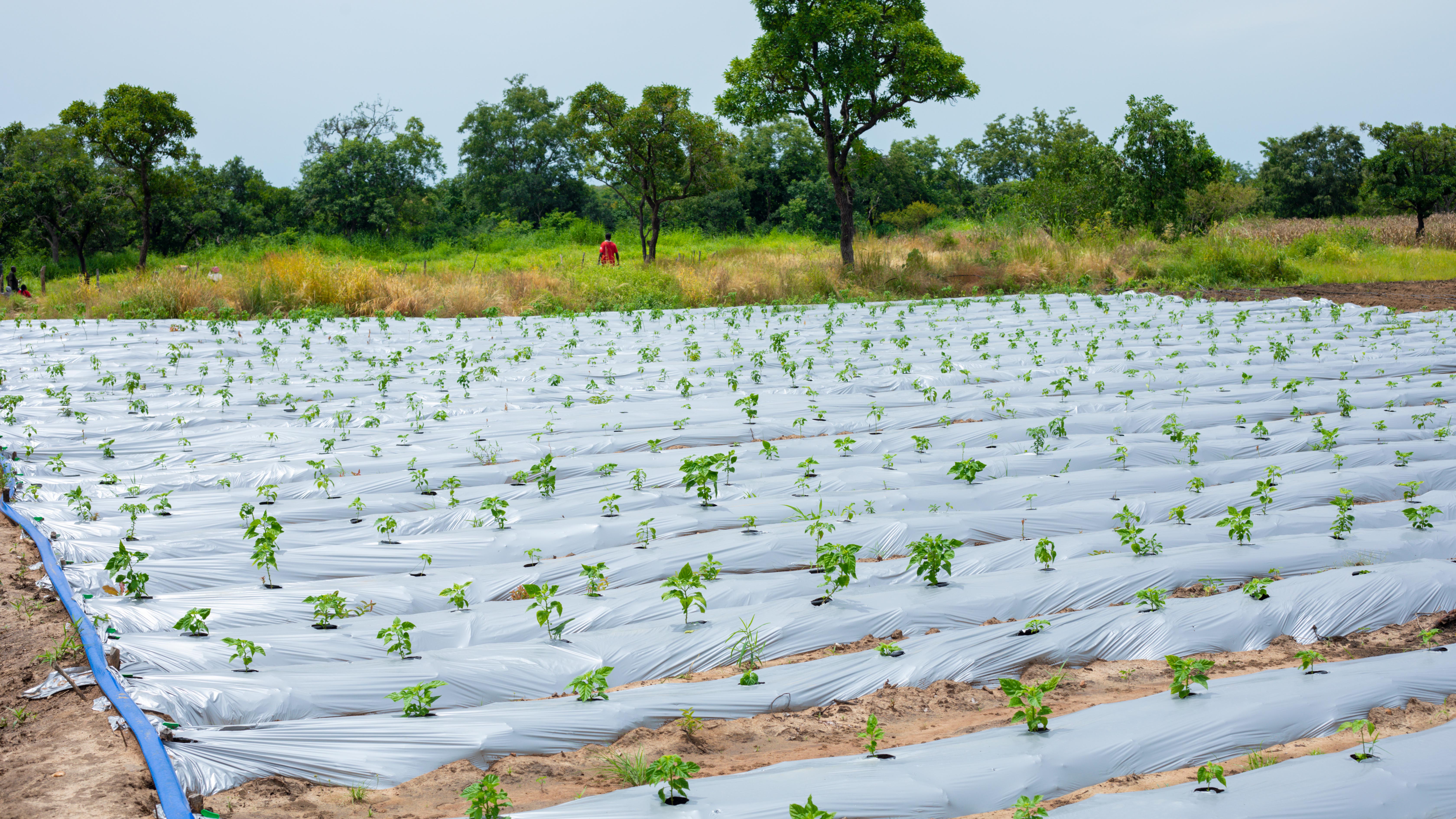 Horticulture & Farming